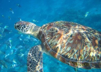 Underwater Pictures